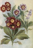 Skona Ting, karnet ST515 B6 + koperta Pierwiosnek bezłodygowy