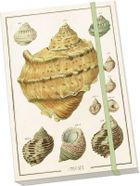 Skona Ting, Muszle, notatnik ozdobny A5, 1 szt.