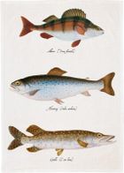 Skona Ting, ręcznik kuchenny, ryby