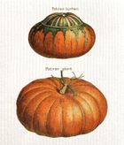 Skona Ting, ściereczka kuchenna, Dynie