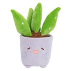 Smiki, Aloes, pluszowa roślina w doniczce, do przesadzania