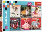Trefl, Wesołe psy, puzzle, 200 elementów