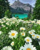 Twoje Hobby, malowanie po numerach, Rumianki w górach, 40-50 cm