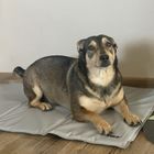 Purlov, mata chłodząca dla zwierząt, 90-50 cm