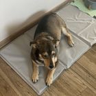 Purlov, mata chłodząca dla zwierząt, 90-50 cm