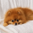 Ruhhy, koc dwustronny, ciemnoszary, 150-200 cm