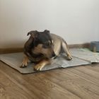 Purlov, mata chłodząca dla zwierząt, 90-50 cm