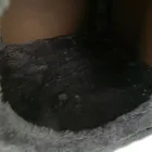 Purlov, legowisko dla kota, domek na nóżkach, 26215