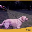 Purlov, smycz automatyczna z latarką, 5m