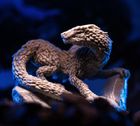 Portal Games, Primal: Przebudzenie, gra kooperacyjna