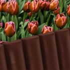 Vilde, palisada ogrodowa, brązowa, 250 cm, 10 elementów