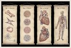 Anatomicum