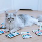 Animal Island, wołowina kurczak indyk ryba, karma mokra dla kota, 85g, 80 szt.