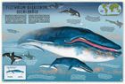 Atlas oceanicznych przygód