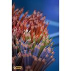 Bic, Tropicolors 2, kredki ołówkowe, 18 kolorów