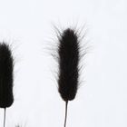 Boltze Home, ozdobne gałązki do wazonu, suszone, 70 cm