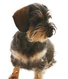 Buster, Anti-lick, naturalny plaster dla psa i kota S, 2 szt.