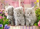 Castor, Three Grey Kittens, puzzle, 260 elementów