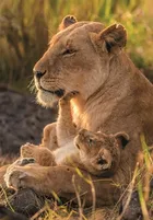 Clementoni, High Quality, Feline Love, puzzle, 500 elementów