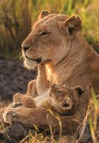 Clementoni, High Quality, Feline Love, puzzle, 500 elementów