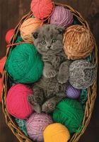 Clementoni, High Quality, Fluffy Kitten, puzzle, 500 elementów