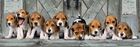 Clementoni, Panorama, Beagles, puzzle, 1000 elementów