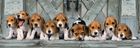 Clementoni, Panorama, Psy rasy Beagle, puzzle, 1000 elementów