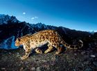 Clementoni, Snow Leopard, puzzle, 1000 elementów