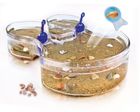 Clementoni, Triops, zestaw naukowy