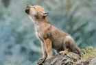 Clementoni, WWF - Wolf cub, 250 elementów