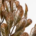 Eurofirany, gałązka świąteczna dekoracyjna, brązowy, 17-52 cm