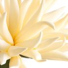 Eurofirany, kwiat flore, 15-55 cm, kremowy