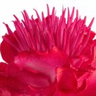 Eurofirany, kwiat flore, 15-64 cm, ciemnoróżowy