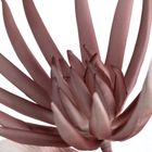 Eurofirany, kwiat flore, 20-70 cm, pudrowy