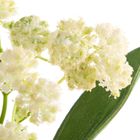 Eurofirany, kwiat flore, 20-73 cm, kremowy