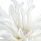 Eurofirany, kwiat flore, 25-60 cm, biały