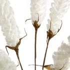 Eurofirany, kwiat flore, 4-90 cm, biały