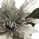 Eurofirany, kwiat Flore, 64 cm, srebrny