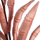 Eurofirany, kwiat flore, 80 cm, brązowy