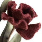 Eurofirany, kwiat flore, 94 cm, bordowy
