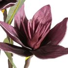 Eurofirany, kwiat flore, o 10-50 cm, ciemnofioletowy