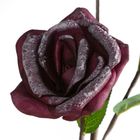 Eurofirany, kwiat flore, o 10-50 cm, ciemnofioletowy