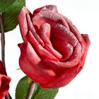 Eurofirany, kwiat flore, o 10-50 cm, czerwony