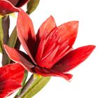 Eurofirany, kwiat flore, o 10-50 cm, czerwony