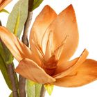 Eurofirany, kwiat flore, o 10-50 cm, jasnobrązowy