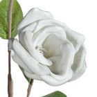 Eurofirany, kwiat flore, o 10-50 cm, popielaty