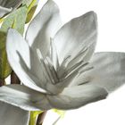 Eurofirany, kwiat flore, o 10-50 cm, popielaty