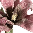 Eurofirany, kwiat flore, o 20-70 cm, ciemnofioletowy