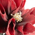 Eurofirany, kwiat flore, o 20-70 cm, czerwony