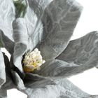 Eurofirany, kwiat flore, o 20-70 cm, popielaty